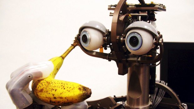 Peeling a banana is easy for a human, but a tough challenge for a robot, like this one from MIT's computer science laboratory. 