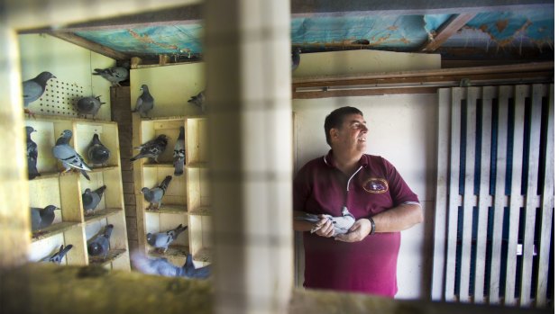 Tony Price at home with his racing pigeons in Craigieburn.