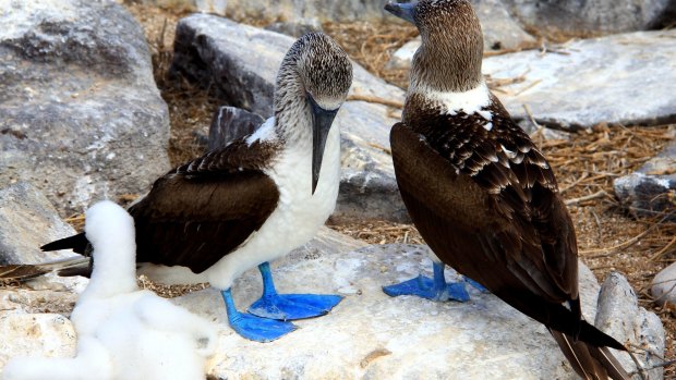 Blue-footed boobies with a chick on Espanola Island.