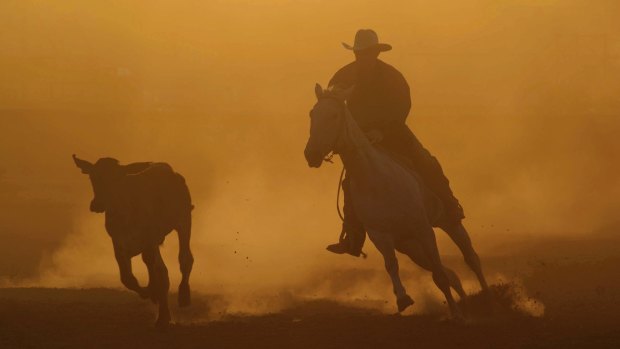 <i>Campdraft Central Queensland</i>.