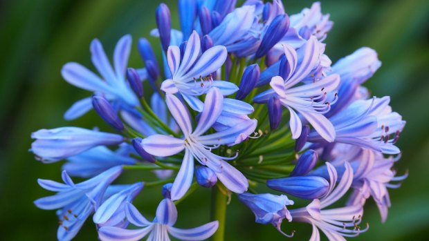 Anything is possible: Agapanthus grow anywhere from full sun to full shade.