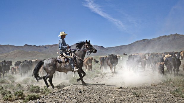 Max Filippini herds cattle into a grazing area that was once off-limits because of drought restrictions in Nevada.