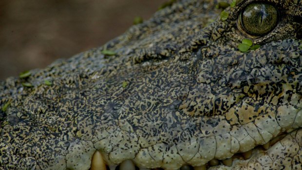 Queensland's crocodile management program will receive $5.8 million over next three years.