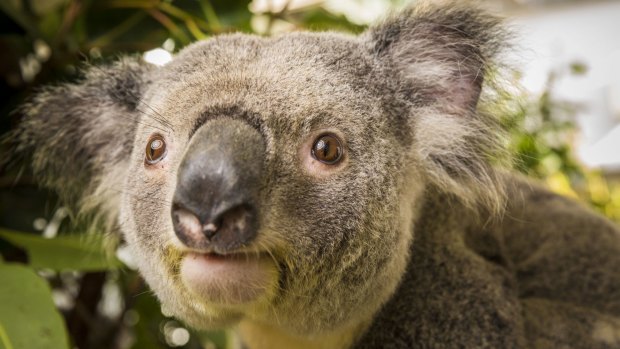 The LNP did not buy any koala habitat in the Redland's Koala Coast area in its $22.5 million land purchase plan between 2012-15, Labor says.