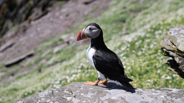 One of the island's delightful puffins.