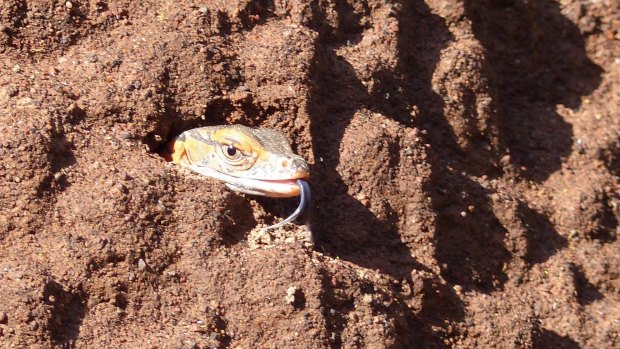 Rosenberg monitors are hatching on Mt AInslie in Canberra. These rare goannas can grow to 1.5 m in length and lay their eggs in termite mounds.