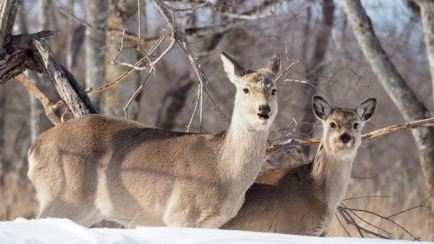 Wildlife around Lake Mashu, Hokkaido.