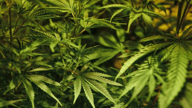 A cannabis crop was allegedly found in a Durack home.