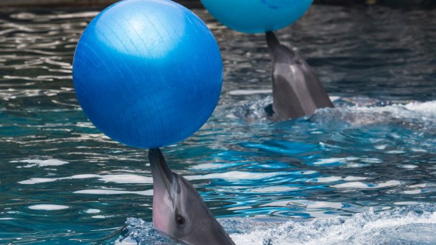 Many countries are phasing out the keeping of dolphins in captivity.