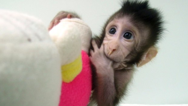 Growing normally: Cloned monkey Zhong Zhong.