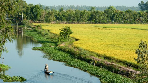Canoe on a river between the rice paddies, Mekong Delta, Chau Doc, Vietnam.