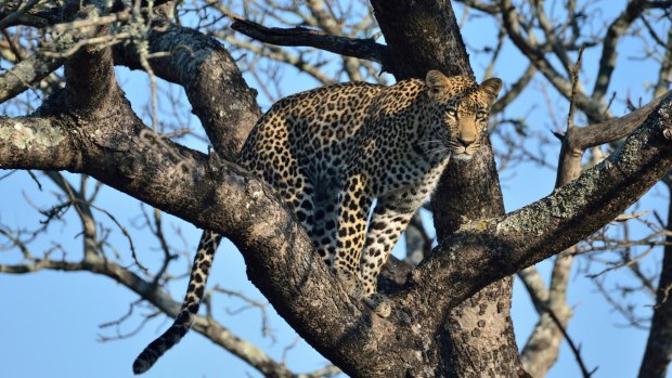 Leopard in a tree, Sabi Sand, South Africa.