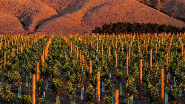 Craggy Range Martinborough, Wairapa, New Zealand.