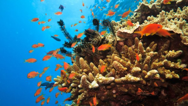 A coral outcrop on the Great Barrier Reef.