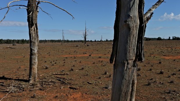 The federal government has spent more than $1 billion paying farmers not to clear or to regrow forests.