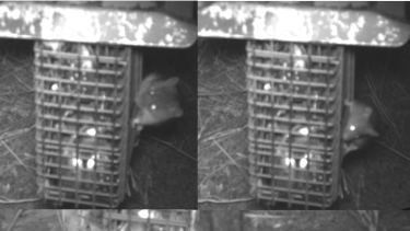Infrared images of New Holland mice (left) and house mice (right). 