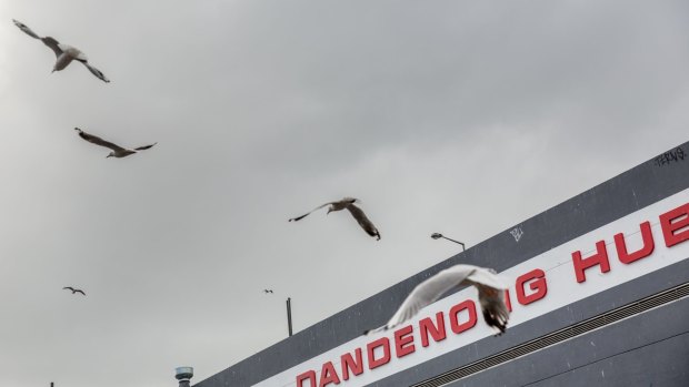 Seagulls are flying into - and nesting in - Dandenong.