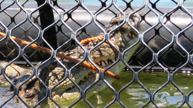 This crocodile was removed from a Port Douglas golf club after getting too cosy to golfers.