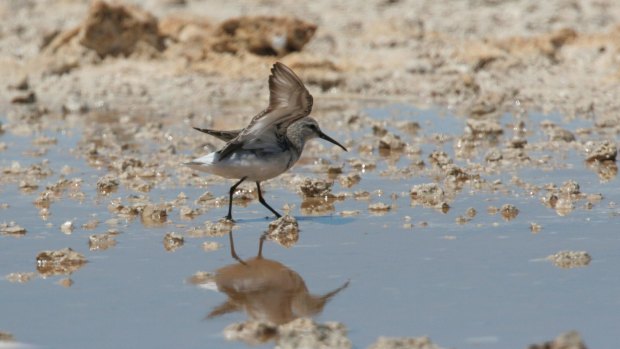 The critically endangered curlew sandpiper. 