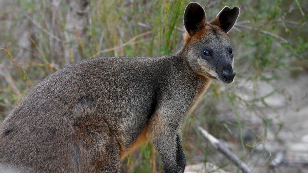 'Sydney' the swamp wallaby heads back to the bush