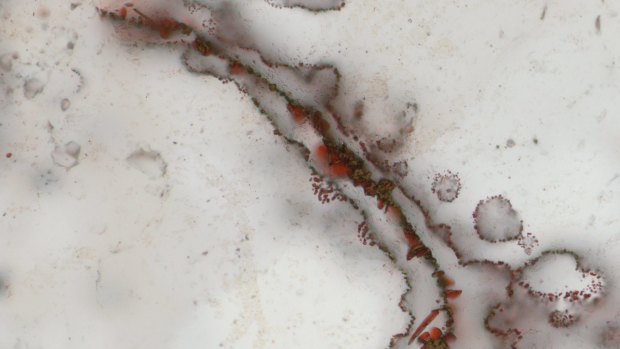 Filaments from the Canadian rocks that scientists say show structural evidence of early bacterial life.