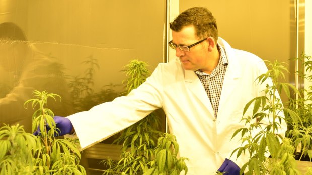 Premier Daniel Andrews inspects a medical cannabis facility.