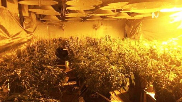 The indoor hydroponic cannabis farm discovered by police in Port Kembla.