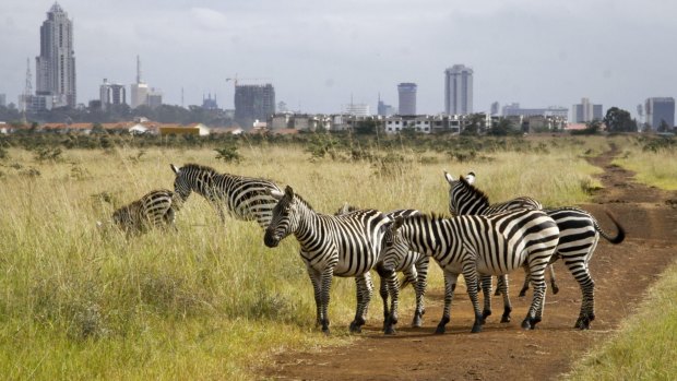 Urban neighbours: Nairobi National Park in Kenya. 