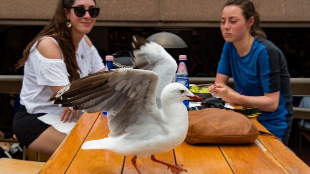 Seagulls are the cause of many complaints to the City of Sydney council, with diners having food ripped from their mouths.