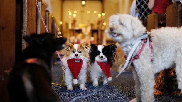 Fur the love of God: All creatures were welcome at the Christmas Day service at the St James the Great church in St Kilda. 