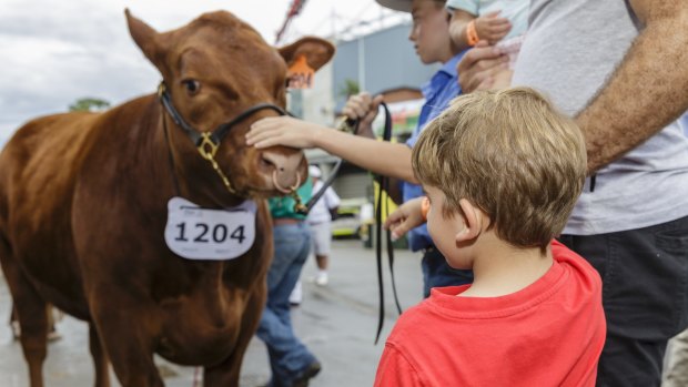 You'll save a lot of money if you focus your day at the show on seeing the animals and other agricultural exhibits and displays.