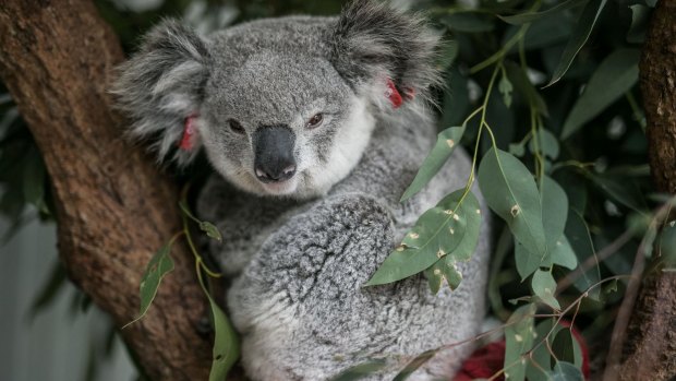 "Lucy", a female koala sits in an enclosure at the South West WIRES branch awaiting release pending an all clear from the vet. She was found dazed on the side of a busy road in Campbelltown.