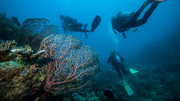 Divers look at healthy coral and fish at Moore reef off Cairns.