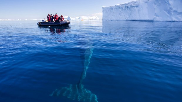 A young minke whale investigates a group of whale watchers exploring Curtis Bay within the Antarctic Peninsula. 