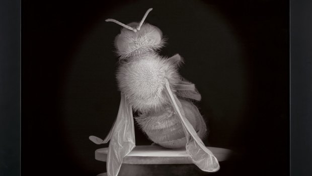 Dead Bee Portrait #2 by Anne Noble.
