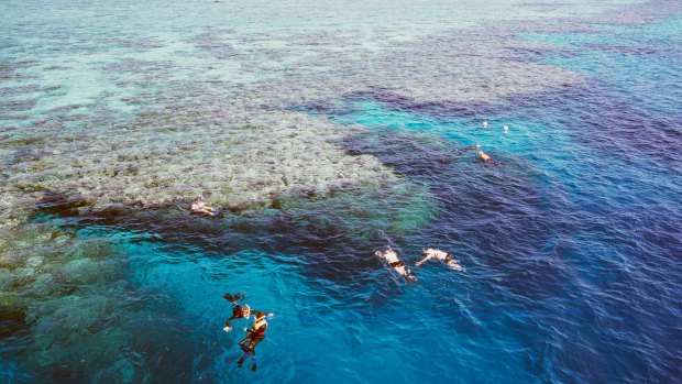Snorkelling on the Great Barrier Reef. 