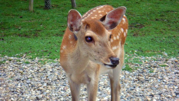 A Sika deer would be a nice friend.