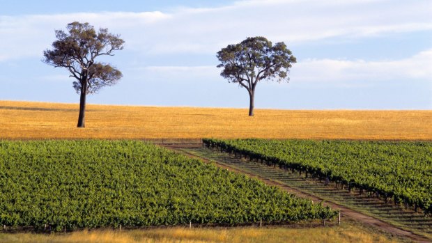Vineyard near Mount Barker, Western Australia. 
