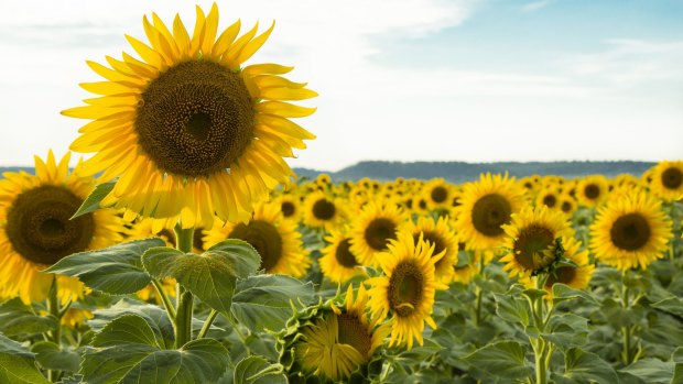 Toowomba is known for its flowers, like this Sunflower Field in Felton.