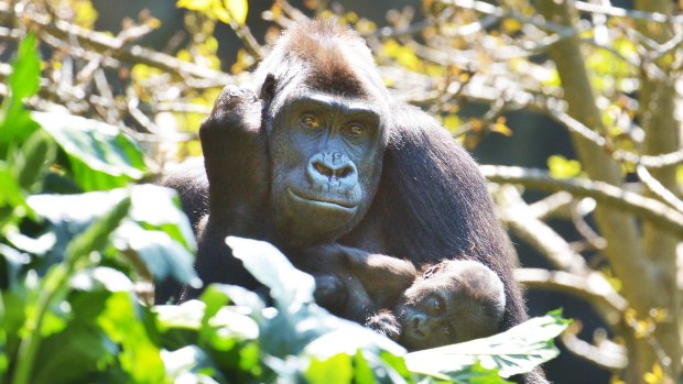 Kimya and baby Kanzi will have to adjust to daylight savings at the Melbourne Zoo.