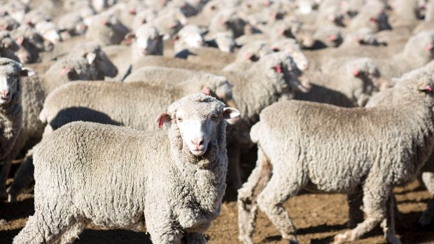 More good news is tipped for Australian agriculture, including sheep farmers.