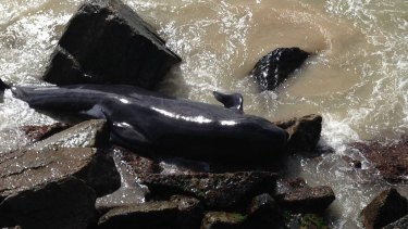 Pilot whales stranded in Bunbury harbour