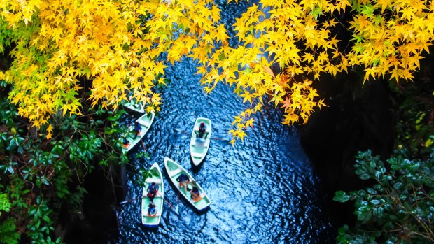 Takachiho Gorge's Yellow leaves