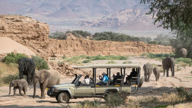 Damaraland elephants.