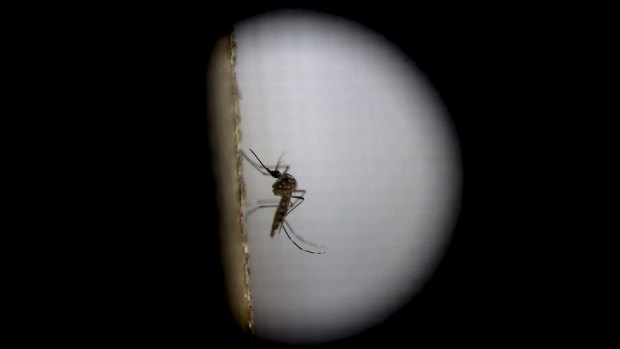 The Aedes aegypti mosquito, responsible for the spread of the dengue and Zika viruses, during testing at the Roosevelt Hospital in Guatemala City.