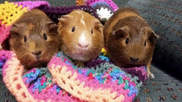 Jeffery (centre) and two girlfriends were lucky to be rehomed after being subjected to secret experiments.