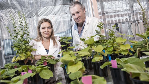 QUT researchers Dr Julia Bally and Professor Peter Waterhouse.