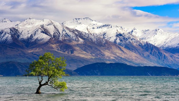 Lake Wanaka and its hardy tree.