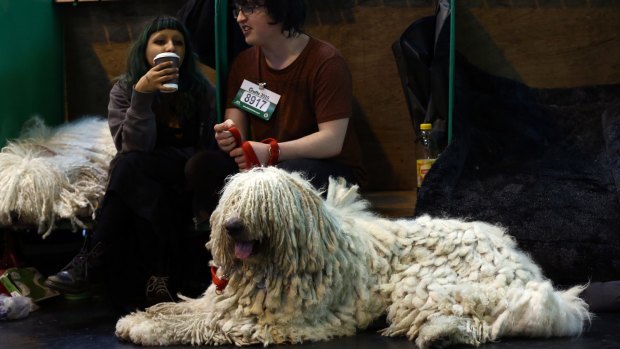 A komondor rests on the second day of Crufts dog show at the National Exhibition Centre in Birmingham.