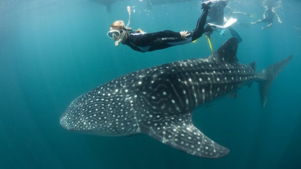 In Indonesia there are no regulations regarding how close you can be to whale sharks.